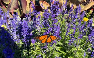 CUW’s Commitment to Sustainability: How Students Can Make a Difference